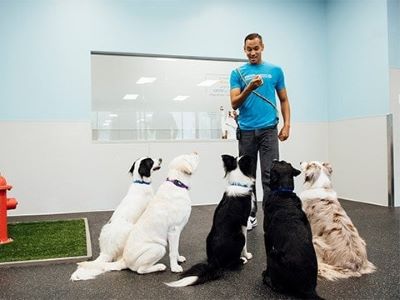 How Much Is Dog Training How Much Is Dog Training