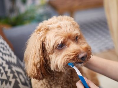 brushing a poodle