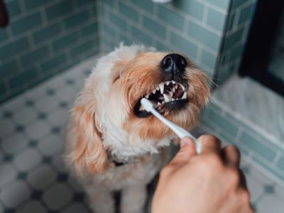 brushing a poodle
