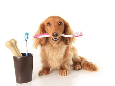 dog with dental supplies