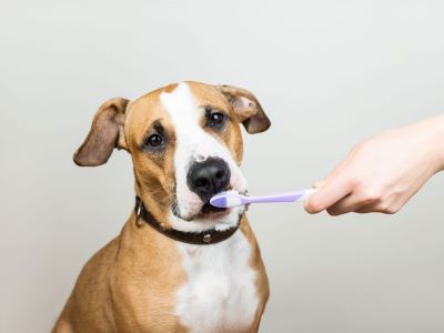 dog with brush in the mouth
