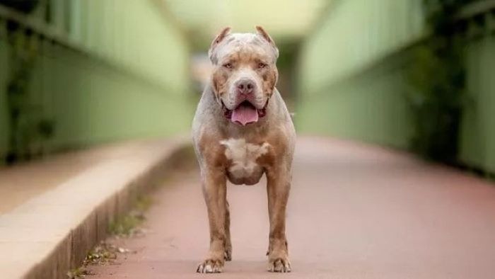 How does the Dangerous Dogs Act affect you and your dog How does the Dangerous Dogs Act affect you and your dog
