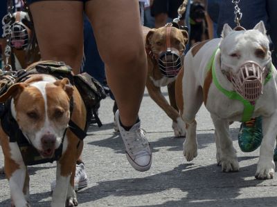 How does the Dangerous Dogs Act affect you and your dog How does the Dangerous Dogs Act affect you and your dog