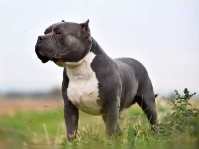 banned breed in the uk banned breed in the uk