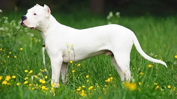 How Does The Dangerous Dogs Act Affect You And Your Dog Explained how-does-the-dangerous-dogs-act-affect-you-and-your-dog-explained