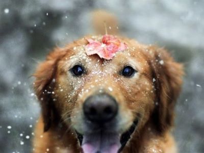 dog enjoying in the rain