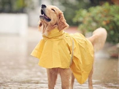 dog wearing raincoat