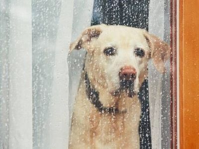 dog at the window dog at the window