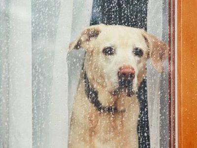 dog at the window