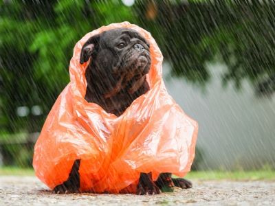 dog wearing raincoat