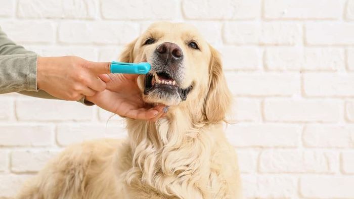 How to Brush Dog Teeth How to Brush Dog Teeth