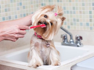 brushing tooth of a poodle brushing tooth of a poodle