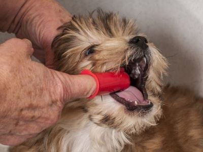 brushing a poddle with finger brushing a poddle with finger