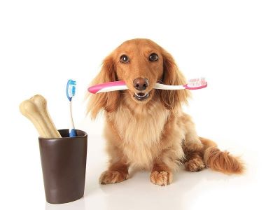 dog with tooth brush in mouth dog with tooth brush in mouth
