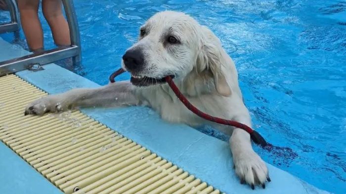 how to build a dog water ramp? how to build a dog water ramp?