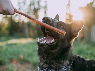 dog playing with the stick