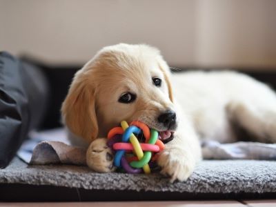 dog playing with the toys