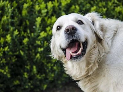 dog playing in the garden