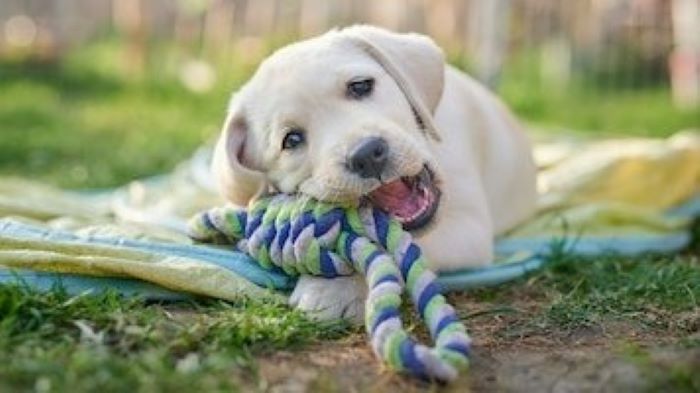 How to Clean Dog Teeth Without Brushing How to Clean Dog Teeth Without Brushing