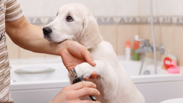 how to groom a dog? how to groom a dog?