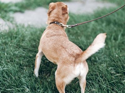 walking dog on a leash walking dog on a leash