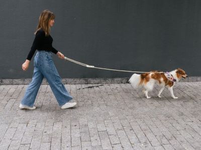 How to Hold a Dog Lead How to Hold a Dog Lead
