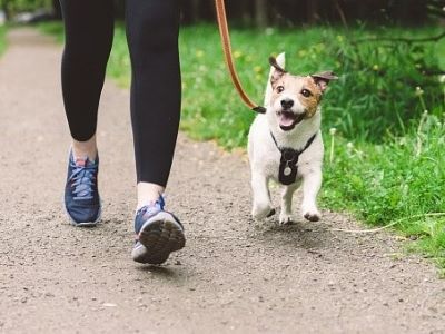 happy dog on a lead happy dog on a lead