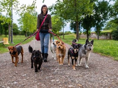walking multiple dogs on a lead walking multiple dogs on a lead