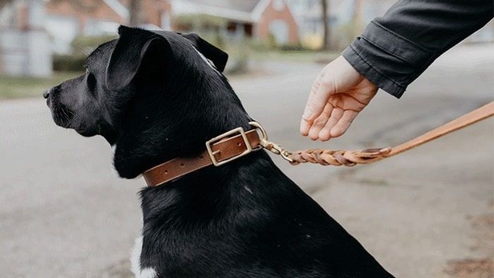 How to Hold a Dog Lead How to Hold a Dog Lead