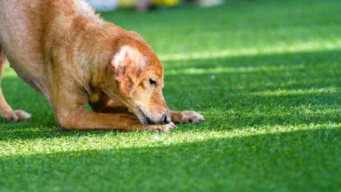 how to lay artificial grass for dogs? how to lay artificial grass for dogs?