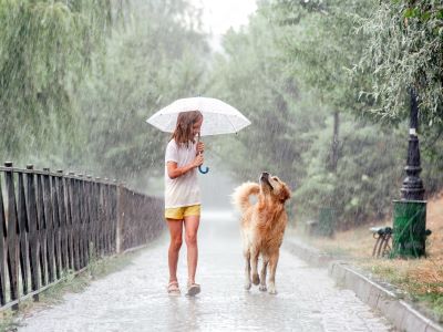 dog walking in the rain