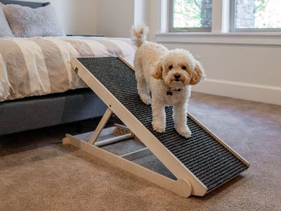 happy dog on a ramp happy dog on a ramp