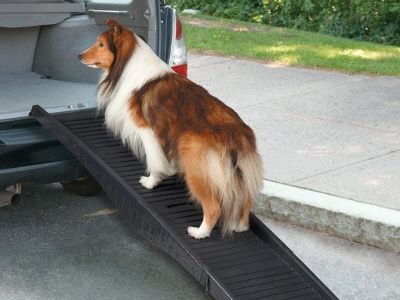 dog going in the car
