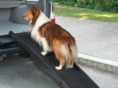 dog going in the car dog going in the car