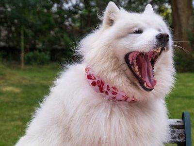 dog with wide mouth