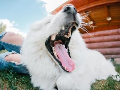 Signs of Dental Problems in Dogs Signs of Dental Problems in Dogs