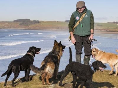 dogs and trainer dogs and trainer