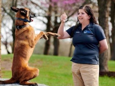 dog learning a command dog learning a command