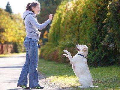 How to Start a Dog Training Business How to Start a Dog Training Business
