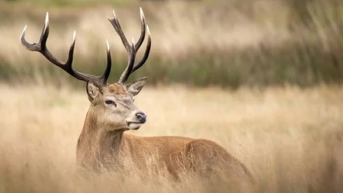 How to Sterilize Deer Antlers for Dog Chews