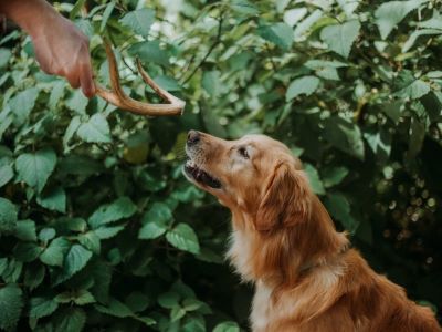 giving dog an antler