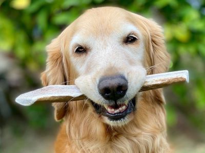 How to Sterilize Deer Antlers for Dog Chews