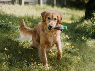 dog chewing an antler