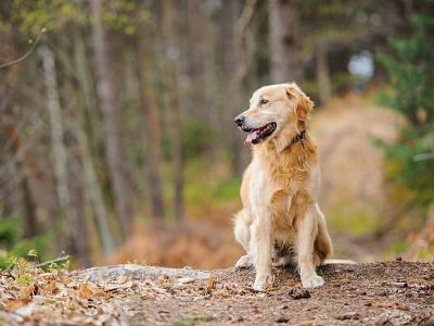 dog in the woods