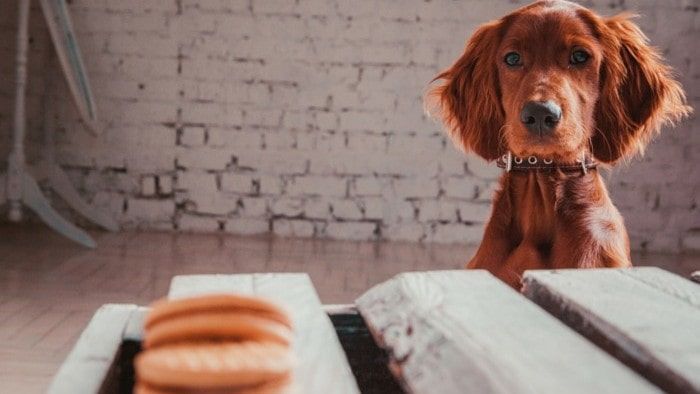 how to Stop Dogs From Begging for Food how to Stop Dogs From Begging for Food