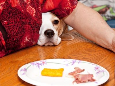 how to Stop Dogs From Begging for Food how to Stop Dogs From Begging for Food