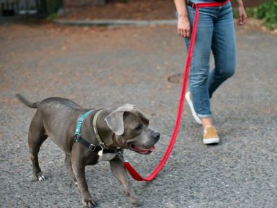 how to stop a dog pulling on a lead
