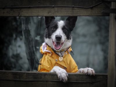 do dogs need coats in the rain?