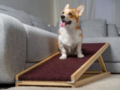 happy dog happy dog