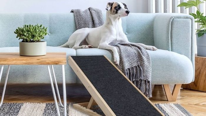 How to Train a Dog to Use the Ramp? Ramp Ready - WeWantDogs